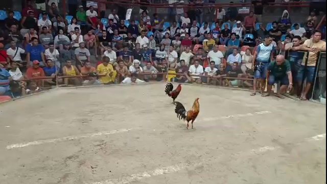 Video from EARLY BIRD Gamefarm's post