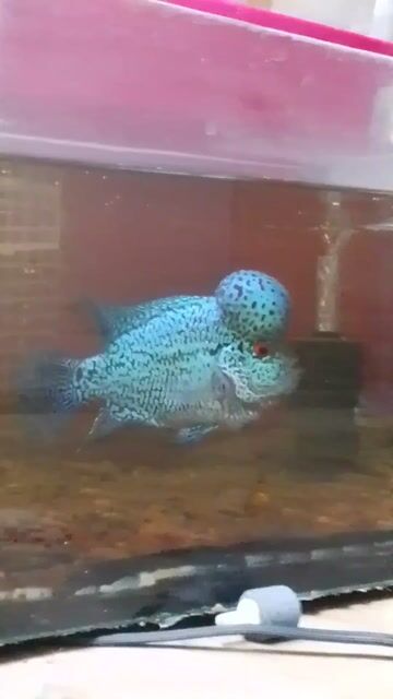 Video from Sanjo Navijas's post
