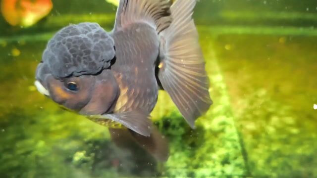 Video from Raven Jhon a. Ramos's post