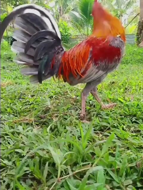 Video from SPIDER GAMEFARM's post