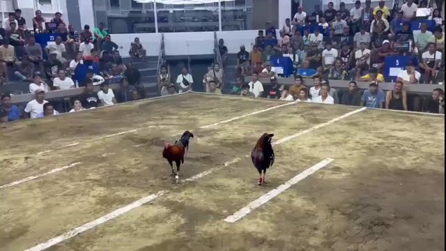 Video from JPaas Gamefowl's post