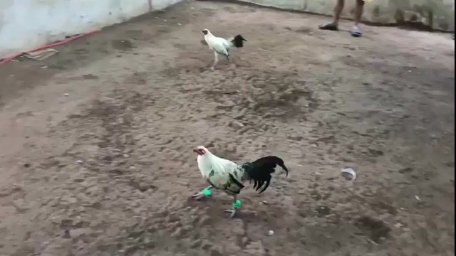 Video from Starcey GameFarm's post
