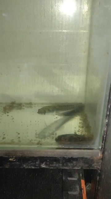 Video from FRESH WATER BACKYARD's post