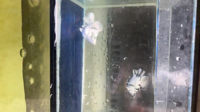 Video from Nikki Gabriel Borrero's post