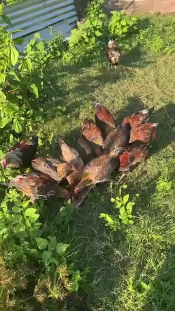 Video from Xylyn Leoj Castro's post