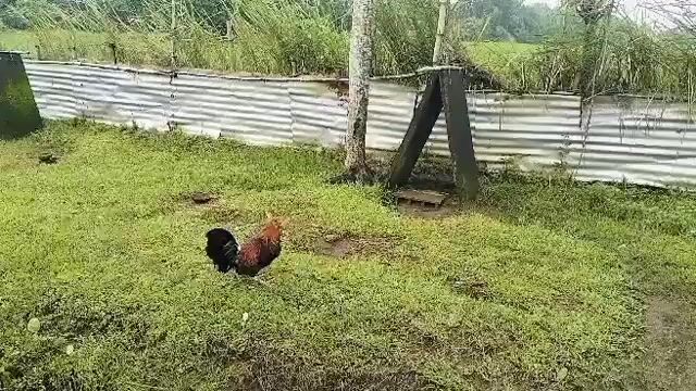 Video from Jowen M. Ramos's post