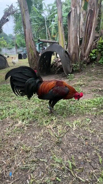 Video from AnakNiTiting Gamefowl (ANT)'s post