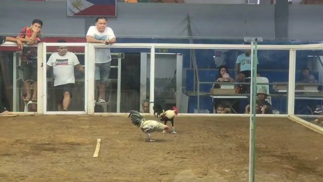 Video from O.S INVICTUS GAMEFOWL's post