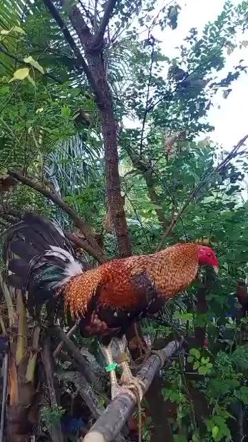 Video from TONI CORAÑES's post