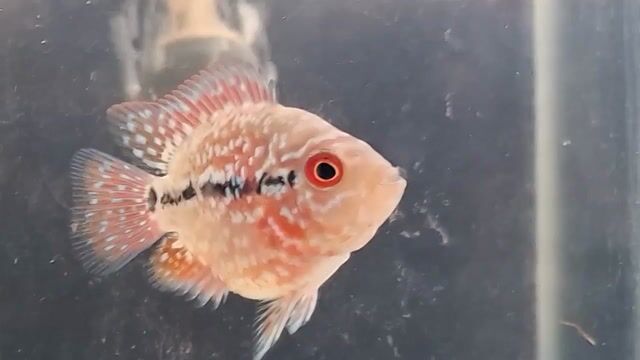 Video from KyusiGarageAquatics's post