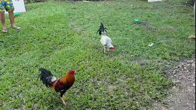 Video from RLV 96 Gamefowl's post