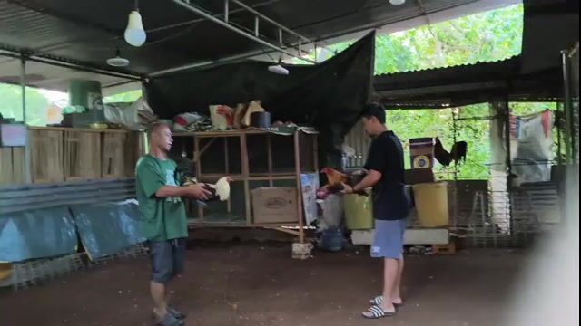 Video from Manok bisaya's post