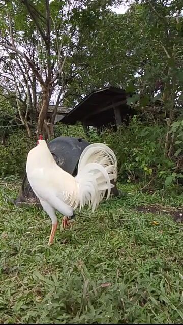 Video from Gar Knight GameFowls's post