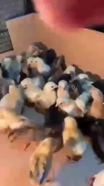 Video from Sui Sui's post