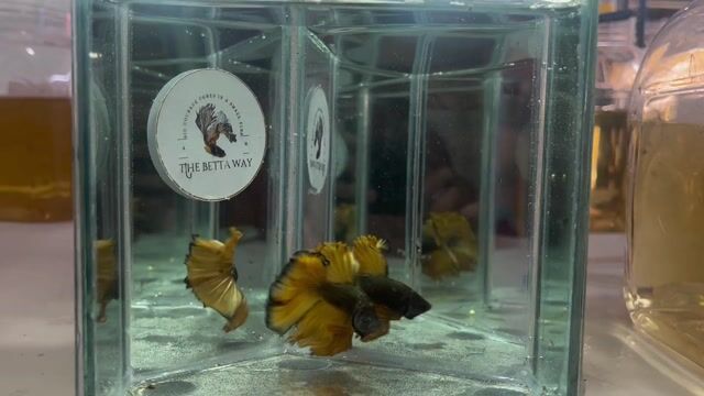 Video from The betta way's post