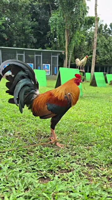 Video from IRONBIRD GAMEFARM🇵🇭's post