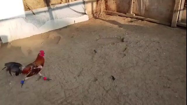 Video from Albin Mendoza's post