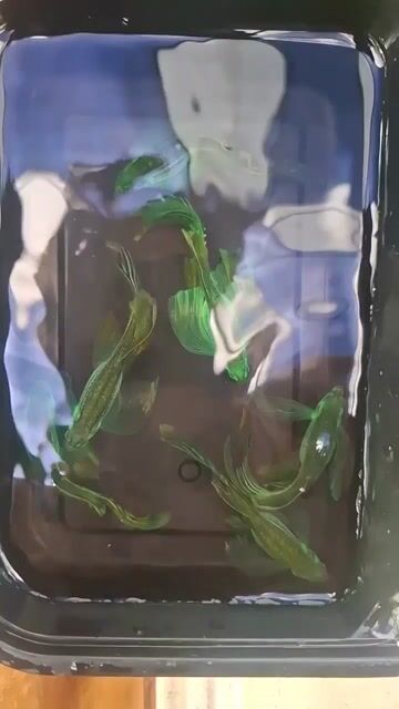 Video from JanJan Aquaria's post