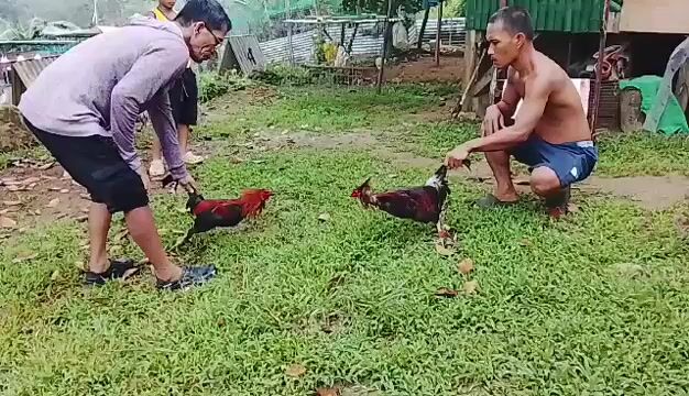 Video from Clyde Jenava Chatima Gamefarm's post