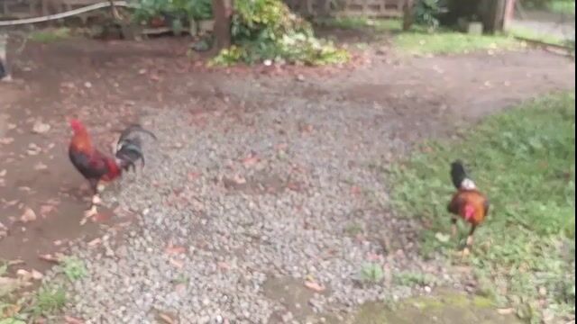 Video from Arvie Aloya's post
