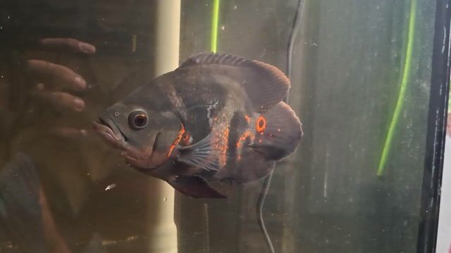 Video from KyusiGarageAquatics's post