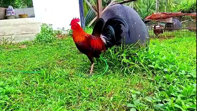 Video from Oscar Phillip Limpio's post
