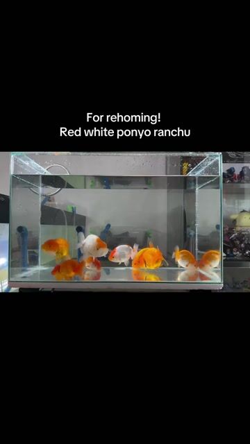 Video from STYLE AQUATICS's post