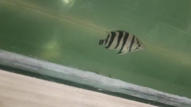 Video from Salted Pleco's post