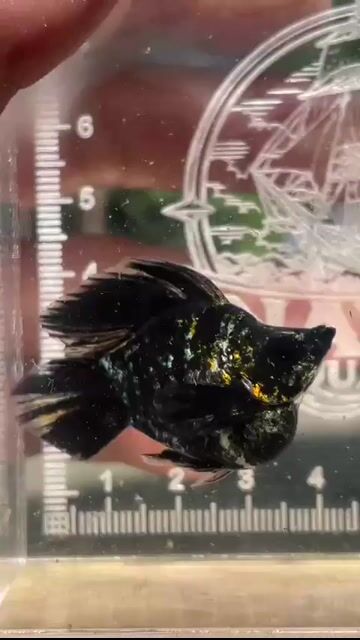 Video from Vien Carlos Bicos's post