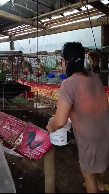 Video from JOROS gamefarm's post