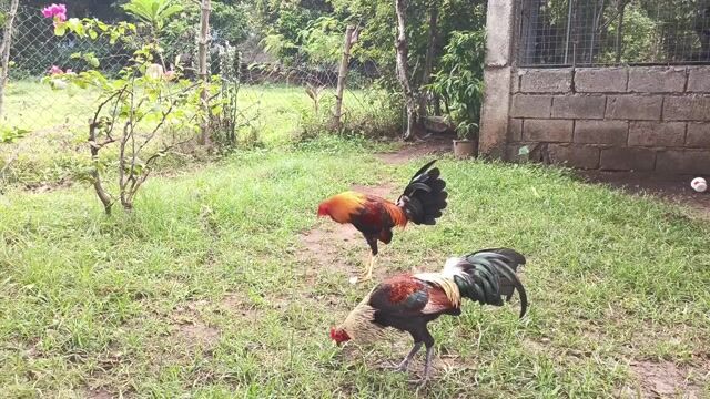 Video from R.E rockfeet's post