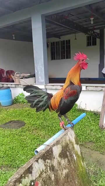 Video from Prince Deang's post