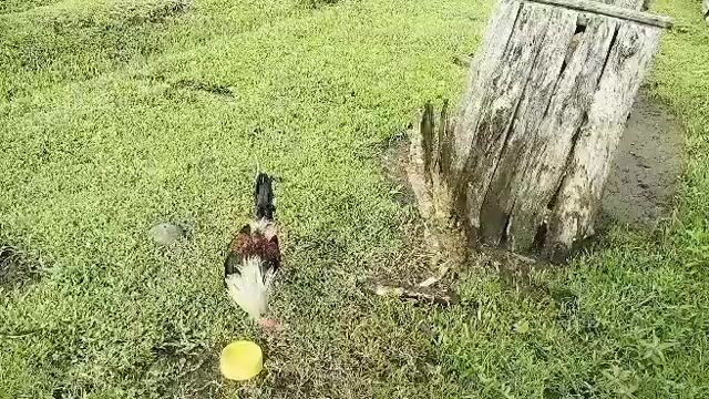 Video from Jowen M. Ramos's post