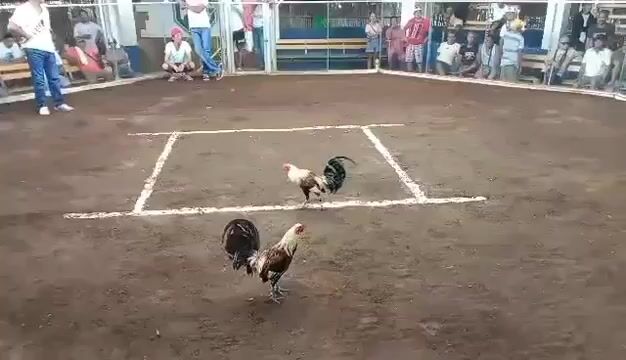 Video from RKD GF's post