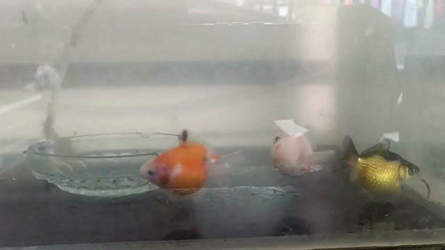 Video from Henry Jr L Navares's post