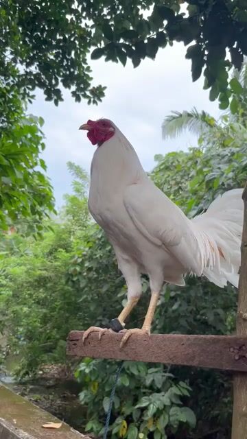 Video from JMBCRA's post