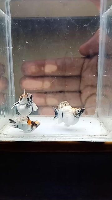 Video from Alexander Raushoun M. Barrientos's post