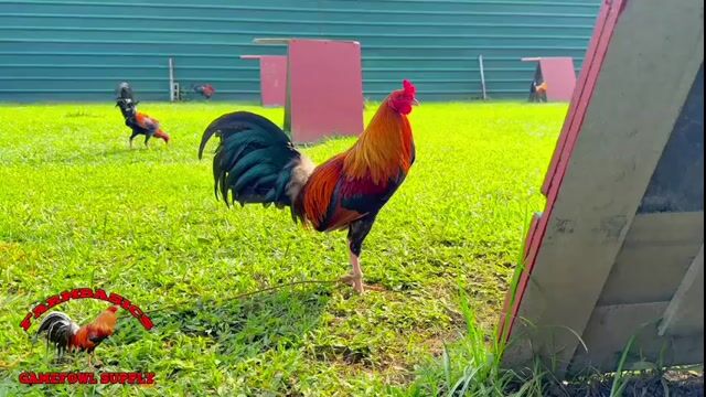 Video from FARMBASICS GAMEFARM's post