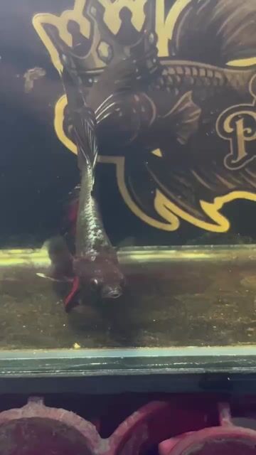 Video from Betta Prince's post