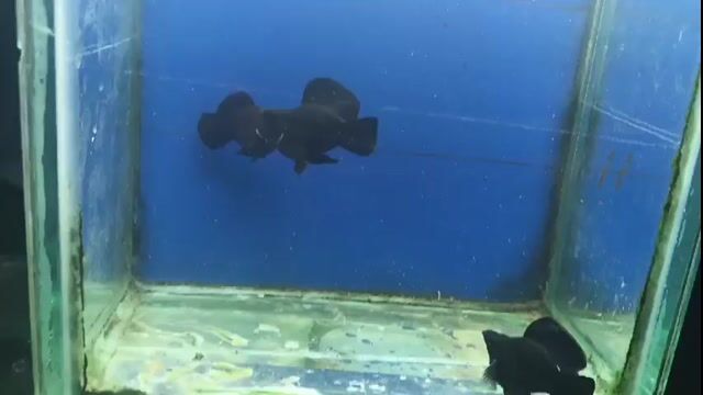 Video from Lowel John Aying's post