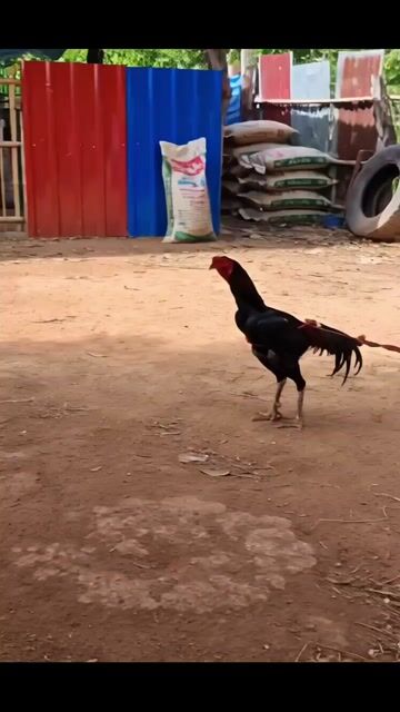 Video from Jeager's post