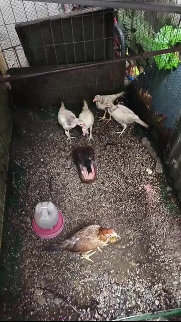 Video from Mark Breeder Gf's post