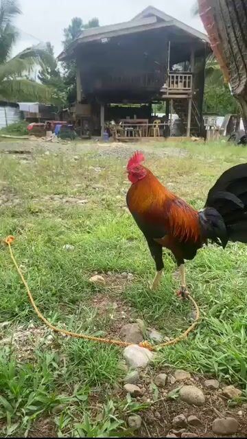 Video from Triple-I Gamebirds's post