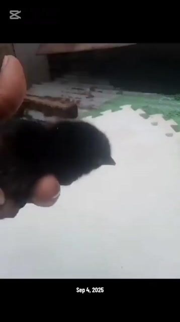 Video from Esuj Altavz's post