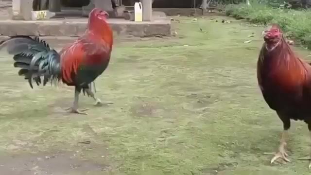 Video from VOV Paos Hatch Pedigree Warrior's post