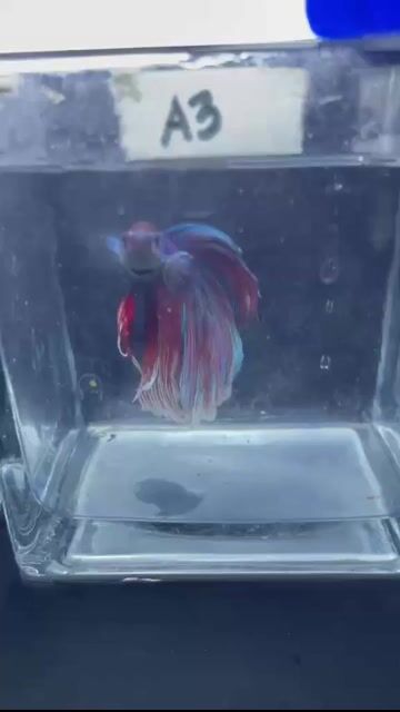 Video from Adrian Enriquez's post