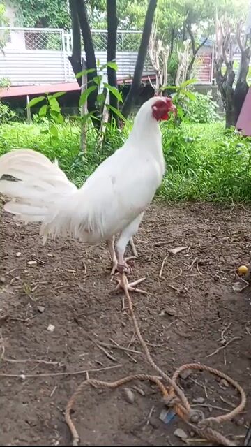 Video from AGP BRIGHT BIRD's post