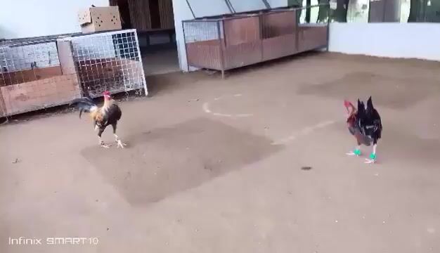 Video from Bing's GFarm's post