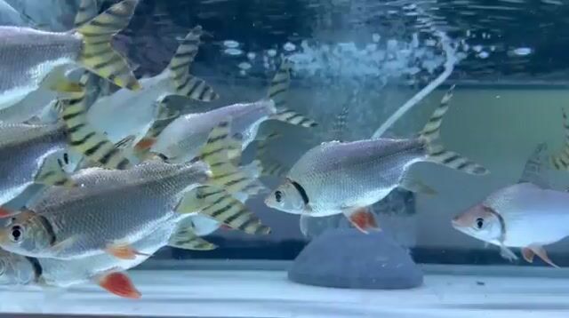 Video from Asylum Aquatic's post