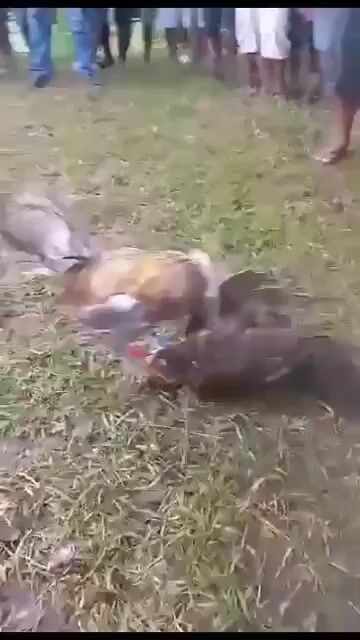 Video from Kj Backyard's post